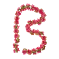 Roze
